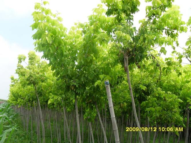 綏化市北林區大地林木種苗繁育基地