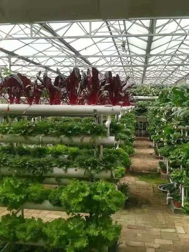 我想研究的一無圖土培育蔬菜,不枉此行