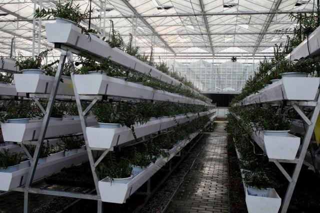 厲害了溫科有機蔬菜培育登上溫州日報頭版啦