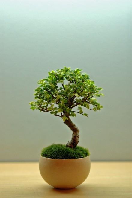 清新自然 唯美盆景圖片