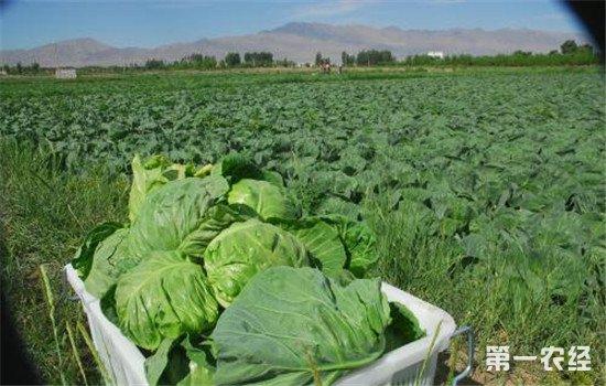 甘肅臨澤蔬菜合作社帶領農民走向致富路