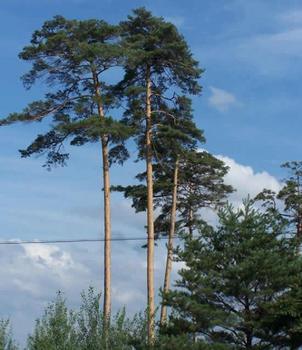 長白山野生林木種子花卉