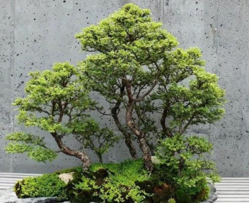 撿到這2種老樁就賺大了帶回家一處理榆樹60天成精致盆景