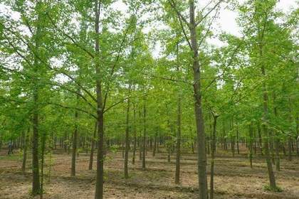 新沂林木產(chǎn)品信息_找信息上新沂百業(yè)網(wǎng)林木頻道