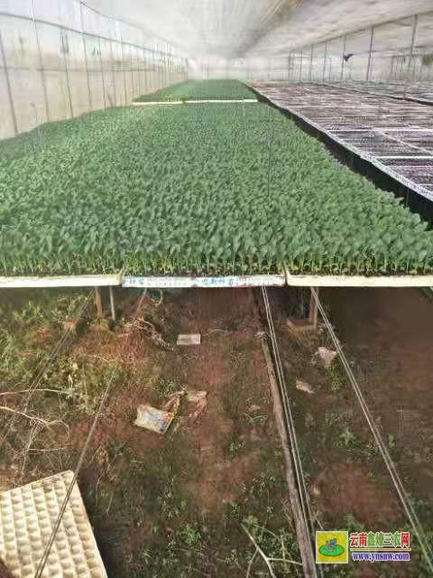 云南正宗青花蔬菜苗 - 品牌展示 - 昭通市巧家縣永山蔬菜種苗培育基地