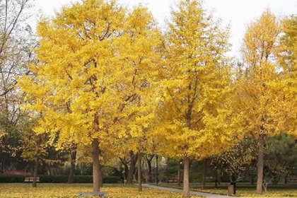 梁山林木產(chǎn)品信息_找信息上梁山百業(yè)網(wǎng)林木頻道