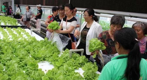 蔬菜主題 休閑農業(yè)園可塑性這么高,你造嗎