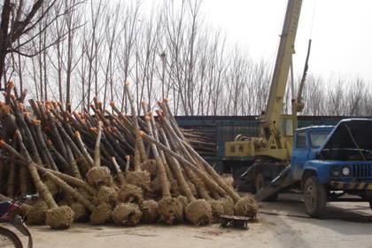 和平林木產(chǎn)品信息_找信息上和平百業(yè)網(wǎng)林木頻道