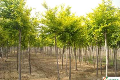 黃驊林木產(chǎn)品信息_找信息上黃驊百業(yè)網(wǎng)林木頻道