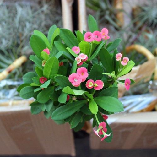 推薦虎刺梅花苗帶花四季開花盆栽花卉