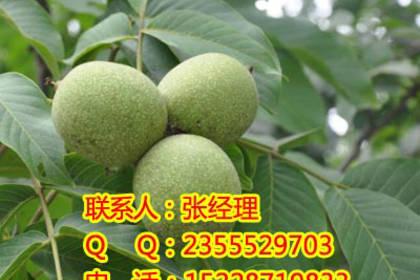 游仙林木產(chǎn)品信息_找信息上游仙百業(yè)網(wǎng)林木頻道