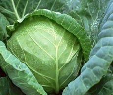 主要從事蔬菜遺傳育種及各類蔬菜品種和栽培技術的產業(yè)化開發(fā)與推廣