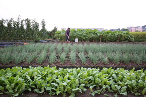 江西金溪 秋種秋管忙起來 組圖