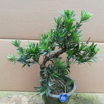 實(shí)拍羅漢松微型樹樁盆栽雀舌樹苗 推薦