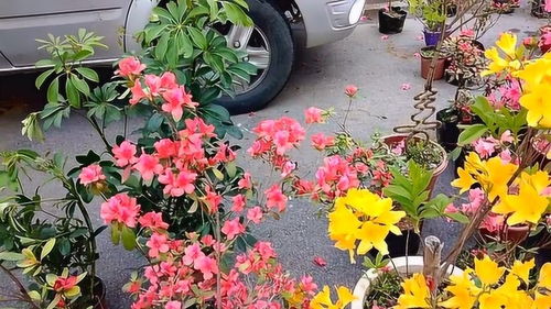 山東農(nóng)村花卉市場(chǎng),各種精美盆景盆栽,只要幾十塊錢(qián)一棵