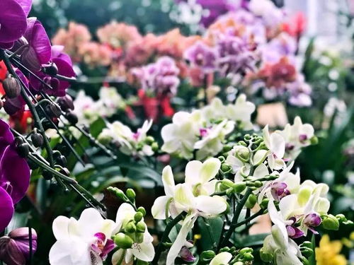 花 點心思過大年,年宵花卉展在梅園