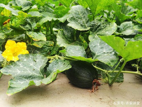 6種適合樹下栽培的蔬菜,均是市場的寵兒,你知道哪幾種