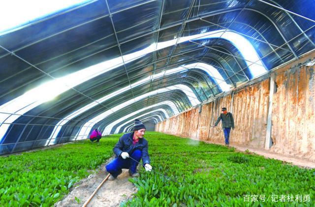 農民們正忙著培育,管護各類蔬菜作物,為保障今冬群眾"菜籃子"供應充足