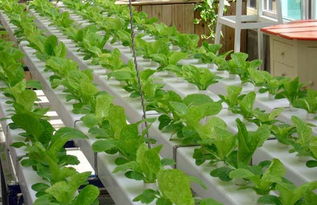 常見的無土栽培蔬菜有哪些