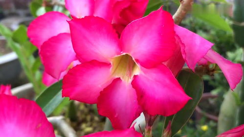 家庭養(yǎng)殖花卉的一種簡(jiǎn)單有效的自制營(yíng)養(yǎng)液,學(xué)會(huì)一年能省不少錢(qián)