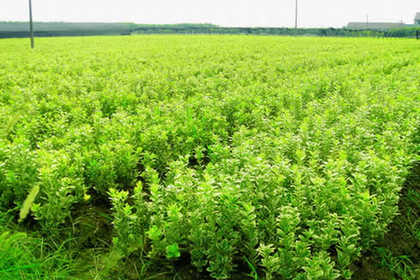 溧水林木產(chǎn)品信息_找信息上溧水百業(yè)網(wǎng)林木頻道