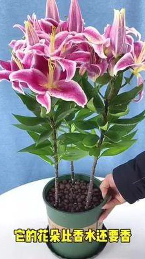 花卉綠植 盆栽綠植 養花修心