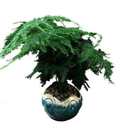 文竹室內綠色盆栽大型辦公室吸甲醛 推薦