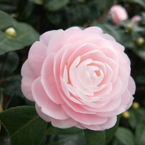 宮粉小桃紅山茶花苗 盆栽室內綠植花卉客廳陽臺花苗植物 正品包郵_不