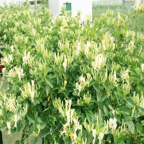 金銀花種子 行道林木苗木植物樹種子 金銀花苗子直發|價格|廠家|多少