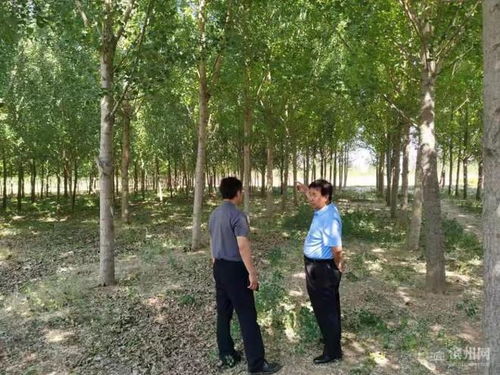 陽信15135畝林木通過FSC FM認證