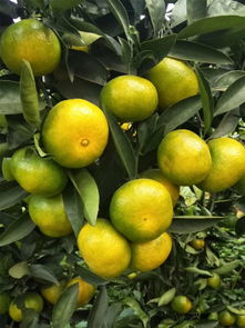 常德千思一年生優質特早熟由良柑橘苗均高50cm