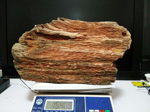 易拍網 趙先生精品樹木化石誠意出手