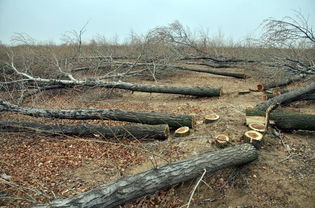 林業(yè)局 2015年全國查處林業(yè)行政案件19萬起 圖