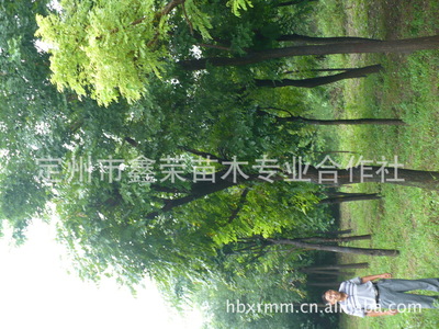 長期供應各種規(guī)格的石榴樹8-12公分的石榴樹_經濟林木_農林牧漁行業(yè)_產品_中國特產網