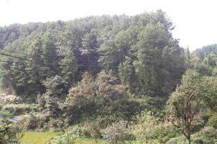 項目名稱 重慶市涪陵區(qū)同樂鄉(xiāng)聚寶村1社的691.6畝林地使用權及林木所有權 重慶產權交易網