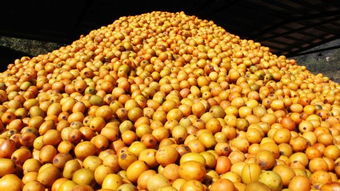 鄉(xiāng)土珍貴樹種南酸棗進入國家林木種質資源庫 齊云山食品南酸棗國家林木種質資源庫建設獲批