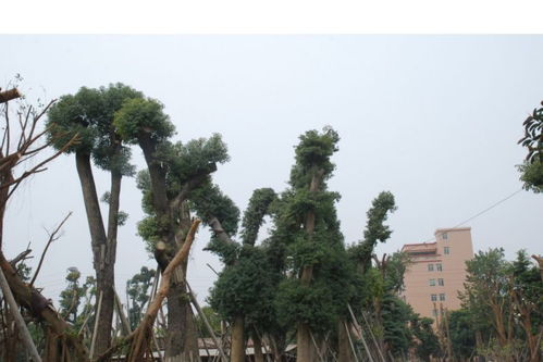 南方珍貴樹木價格 風順園藝場供 南方大香樟樹 南方珍貴樹木價格圖片大全 佛山市風順園藝場