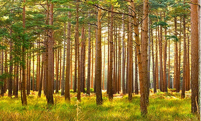 宋清輝:當下林木產品市場表現低迷
