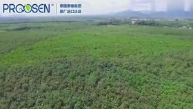 實拍老撾大型橡膠廠,你家里的橡膠制品一定是從這個加工廠生產的