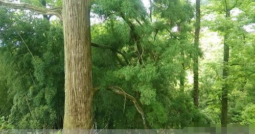 母親獨自供兒子上大學,因盜伐林木被抓,民警上門幫其喂豬