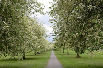 2016草色豐茂,林木秀美,一派自然_圣約翰學(xué)院評論 - 去哪兒攻略社區(qū)
