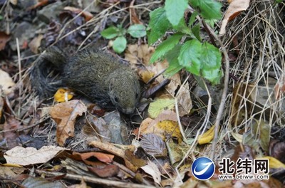 赤腹松鼠泛濫 創(chuàng)新機(jī)制除鼠害 寶興縣林業(yè)局組織開展林木鼠害防治