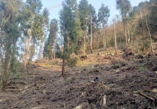 關注︱區(qū)公安局破獲特大濫伐林木案件