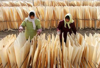 山東菏澤:農(nóng)民冬忙林木增收