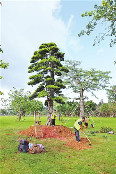 54棵大樹近日搬至海天公園 落戶