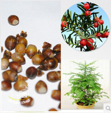 【沙木種子】最新最全沙木種子 產品參考信息