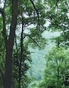 林木蔥蘢 美麗雙峰