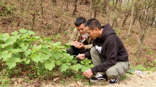 貴州望謨 加強林木種質資源保護 奏響生態(tài)文明奮進樂章