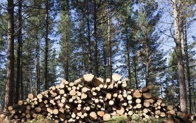 農村經(jīng)濟林木:農村地方大,種植這幾樣樹木很合適