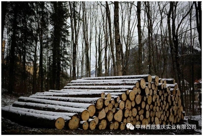 《重慶市林產(chǎn)品加工貿易發(fā)展規(guī)劃(2019-2025年)》專欄介紹貿易港項目